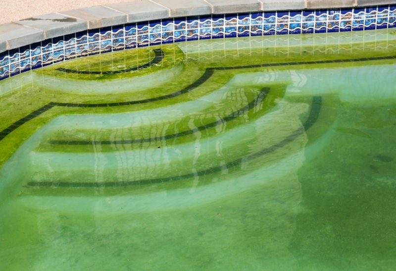 Pool Algae Removal